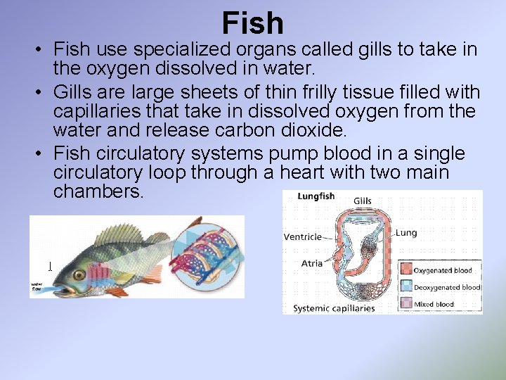 Fish • Fish use specialized organs called gills to take in the oxygen dissolved