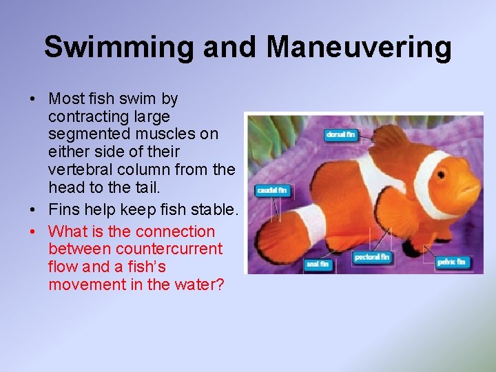 Swimming and Maneuvering • Most fish swim by contracting large segmented muscles on either