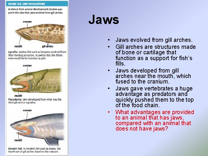 Jaws • Jaws evolved from gill arches. • Gill arches are structures made of