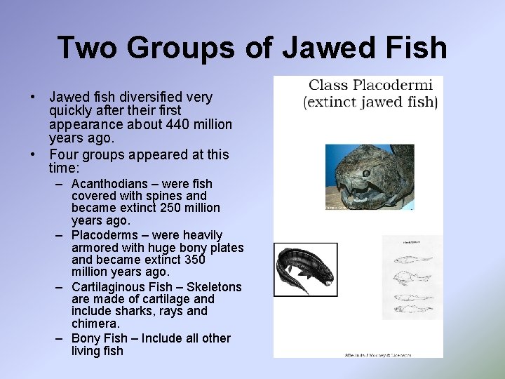 Two Groups of Jawed Fish • Jawed fish diversified very quickly after their first