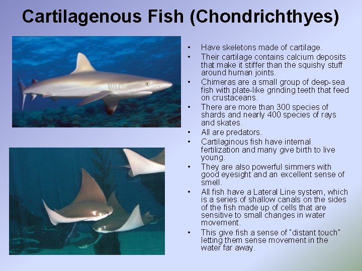 Cartilagenous Fish (Chondrichthyes) • • • Have skeletons made of cartilage. Their cartilage contains