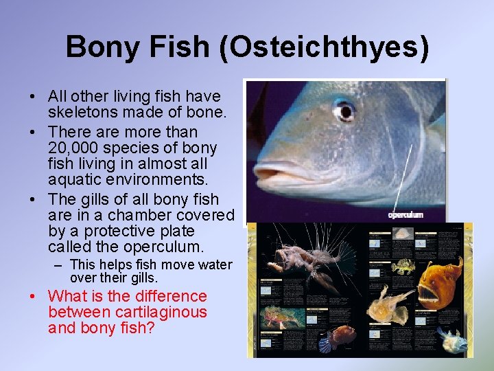 Bony Fish (Osteichthyes) • All other living fish have skeletons made of bone. •