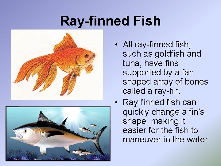 Ray-finned Fish • All ray-finned fish, such as goldfish and tuna, have fins supported