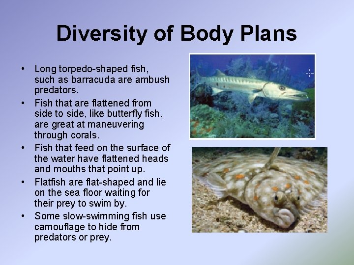 Diversity of Body Plans • Long torpedo-shaped fish, such as barracuda are ambush predators.