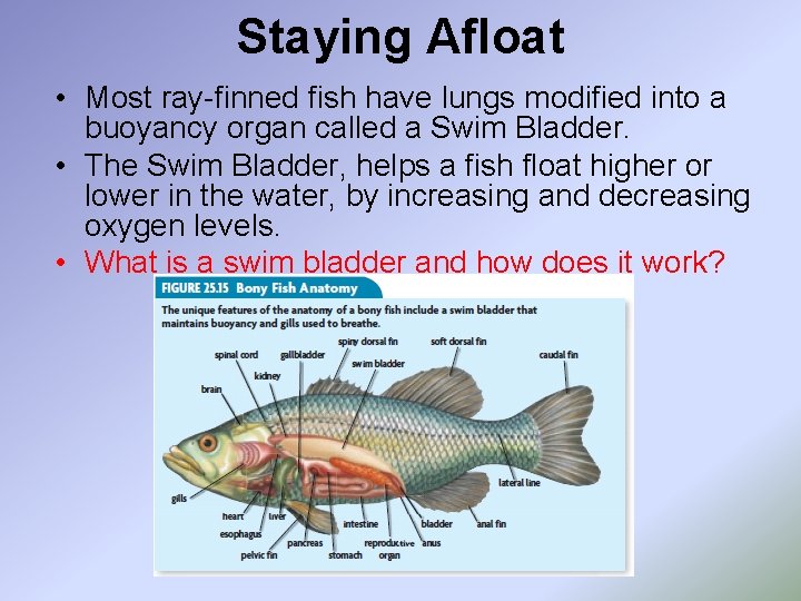 Staying Afloat • Most ray-finned fish have lungs modified into a buoyancy organ called