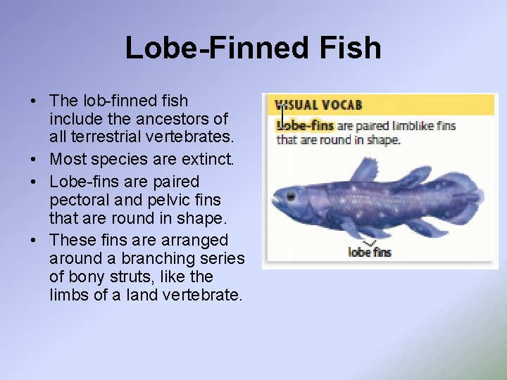 Lobe-Finned Fish • The lob-finned fish include the ancestors of all terrestrial vertebrates. •
