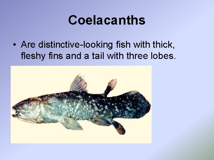 Coelacanths • Are distinctive-looking fish with thick, fleshy fins and a tail with three