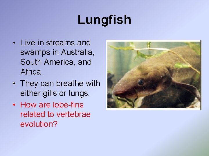 Lungfish • Live in streams and swamps in Australia, South America, and Africa. •