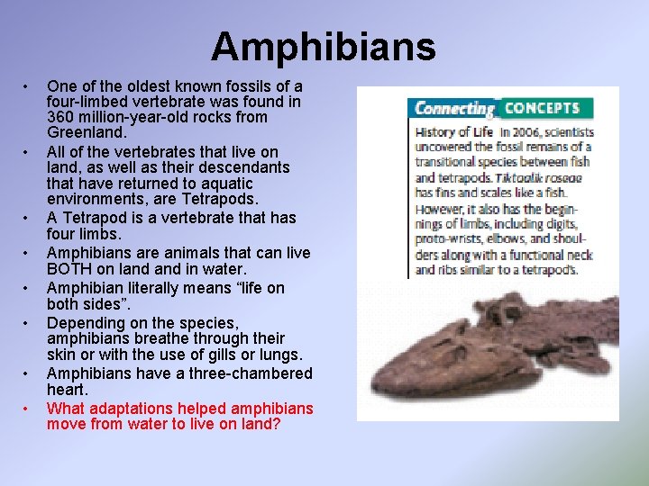 Amphibians • • One of the oldest known fossils of a four-limbed vertebrate was