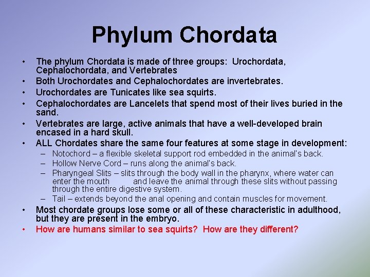 Phylum Chordata • • • The phylum Chordata is made of three groups: Urochordata,