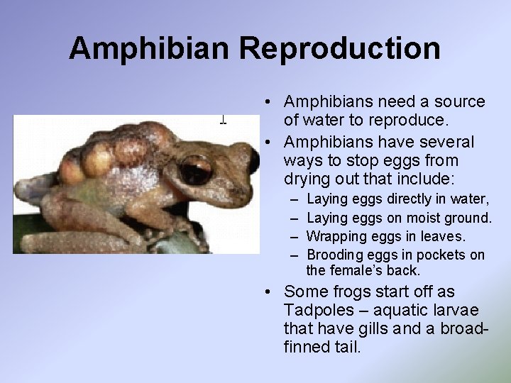 Amphibian Reproduction • Amphibians need a source of water to reproduce. • Amphibians have