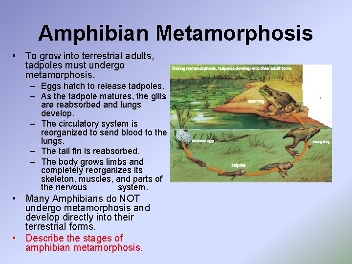 Amphibian Metamorphosis • To grow into terrestrial adults, tadpoles must undergo metamorphosis. – Eggs