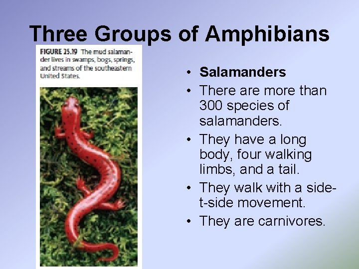 Three Groups of Amphibians • Salamanders • There are more than 300 species of