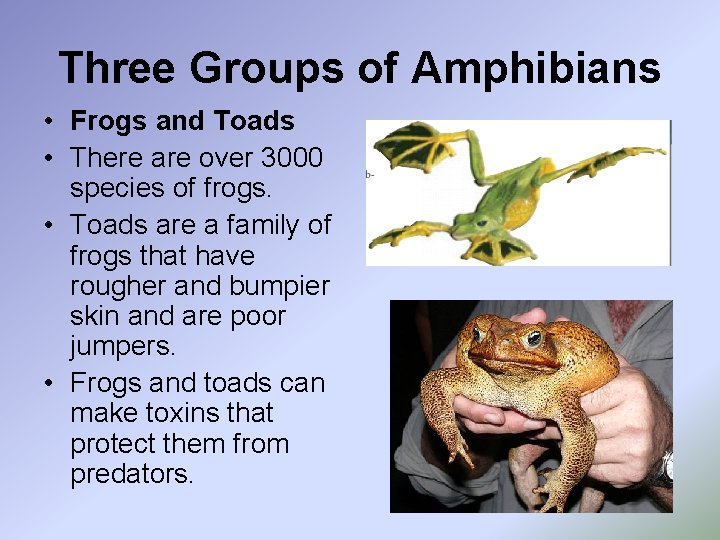Three Groups of Amphibians • Frogs and Toads • There are over 3000 species