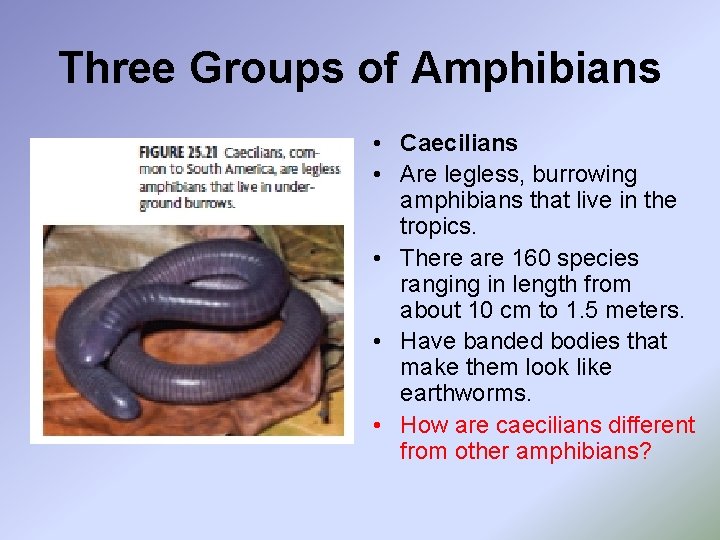 Three Groups of Amphibians • Caecilians • Are legless, burrowing amphibians that live in