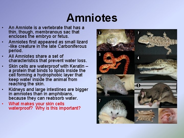 Amniotes • • • An Amniote is a vertebrate that has a thin, though,