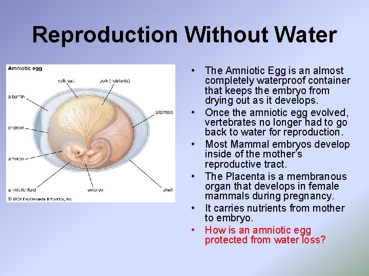 Reproduction Without Water • The Amniotic Egg is an almost completely waterproof container that