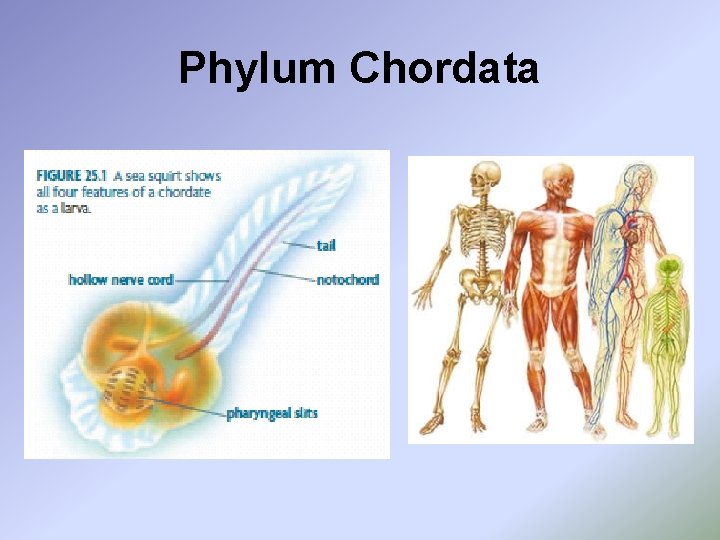 Phylum Chordata 