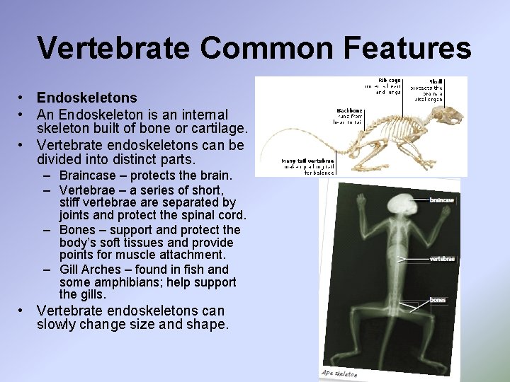 Vertebrate Common Features • Endoskeletons • An Endoskeleton is an internal skeleton built of