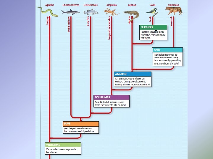 Vertebrate Classes 