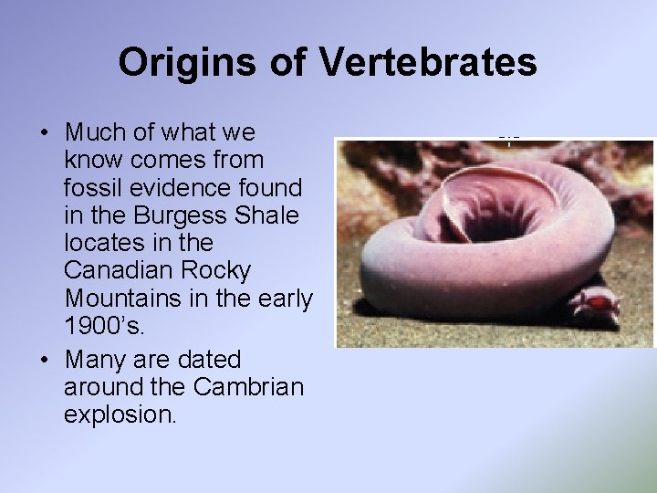 Origins of Vertebrates • Much of what we know comes from fossil evidence found