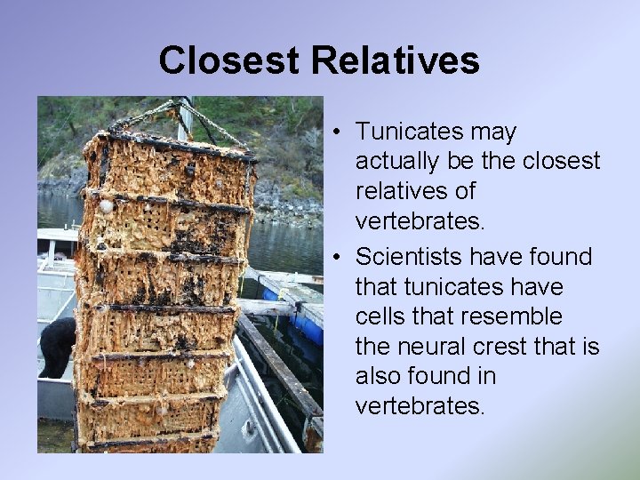 Closest Relatives • Tunicates may actually be the closest relatives of vertebrates. • Scientists