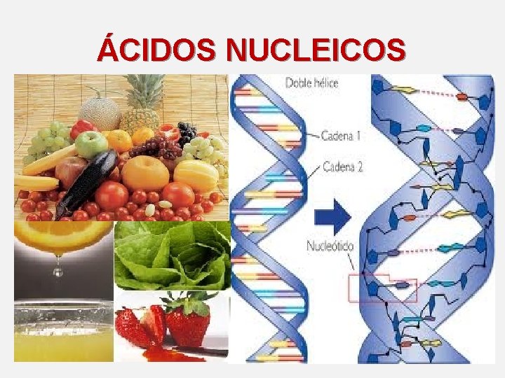 ÁCIDOS NUCLEICOS 