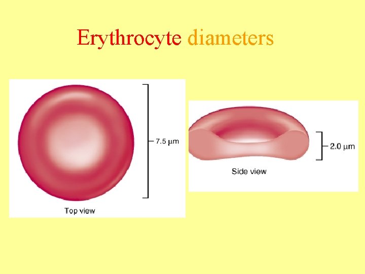 Erythrocyte diameters 