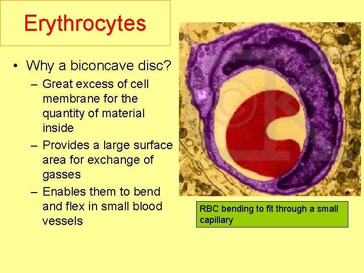 Erythrocytes • Why a biconcave disc? – Great excess of cell membrane for the