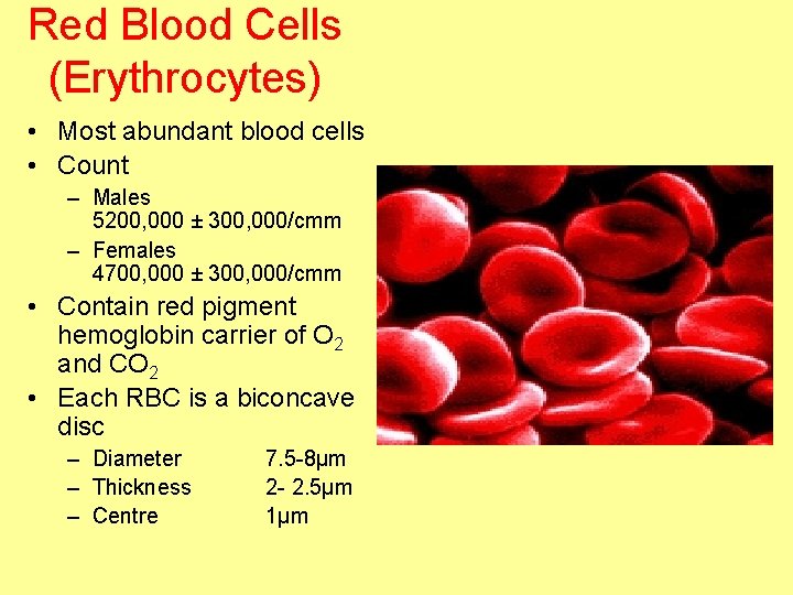 Red Blood Cells (Erythrocytes) • Most abundant blood cells • Count – Males 5200,