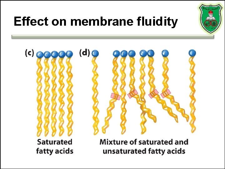 Effect on membrane fluidity 