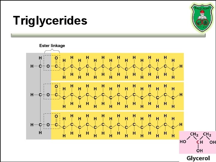 Triglycerides 