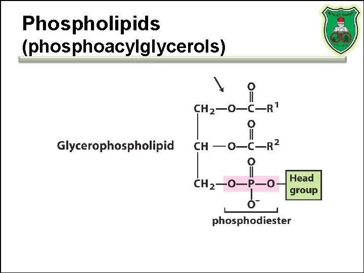 Phospholipids (phosphoacylglycerols) 