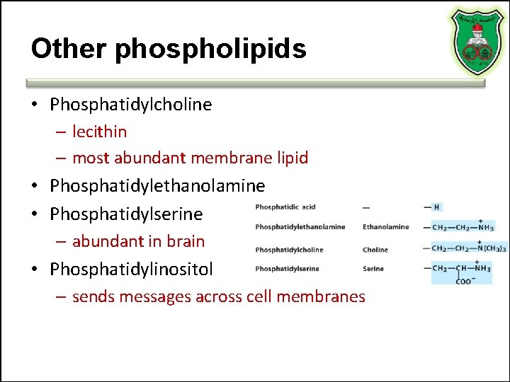 Other phospholipids • Phosphatidylcholine – lecithin – most abundant membrane lipid • Phosphatidylethanolamine •