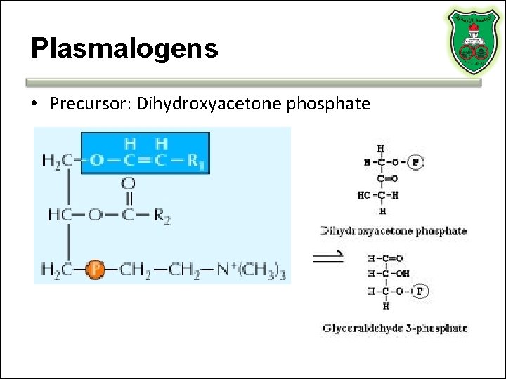 Plasmalogens • Precursor: Dihydroxyacetone phosphate 
