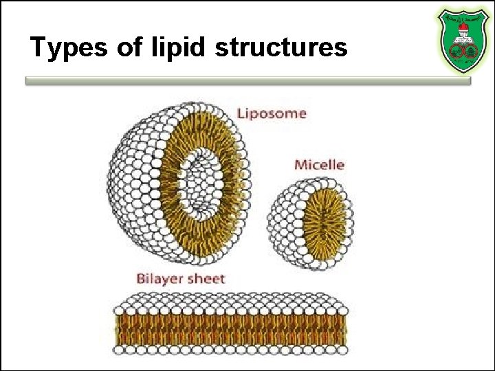 Types of lipid structures 