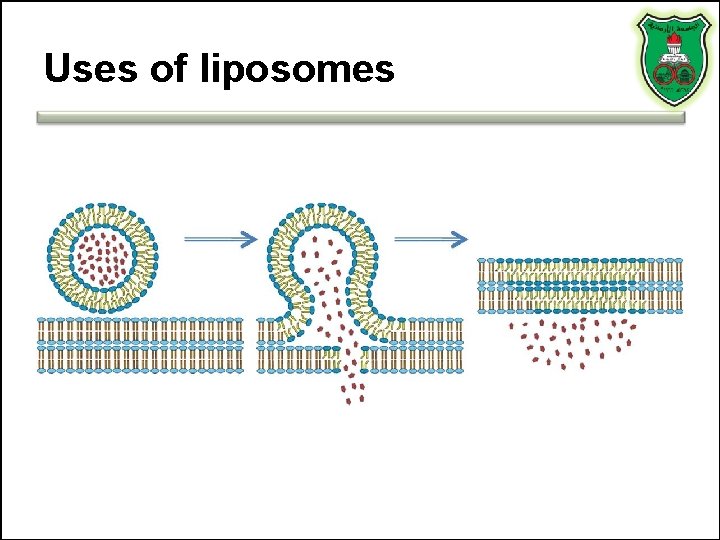 Uses of liposomes 