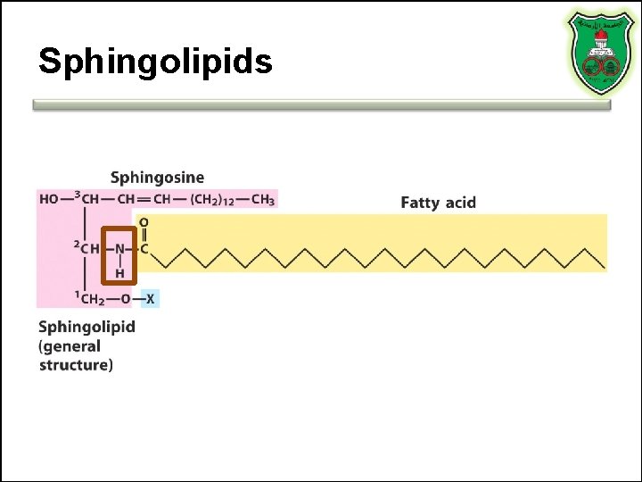 Sphingolipids 