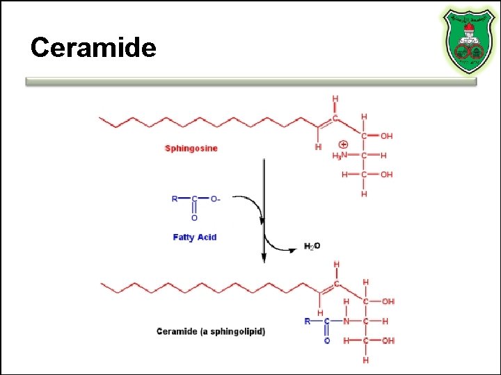 Ceramide 
