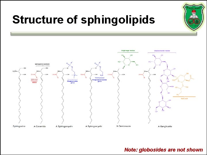 Structure of sphingolipids Note: globosides are not shown 