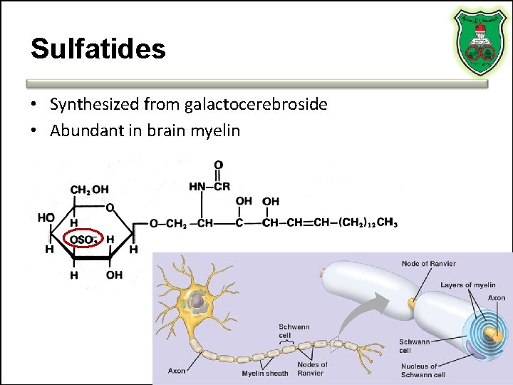 Sulfatides • Synthesized from galactocerebroside • Abundant in brain myelin 