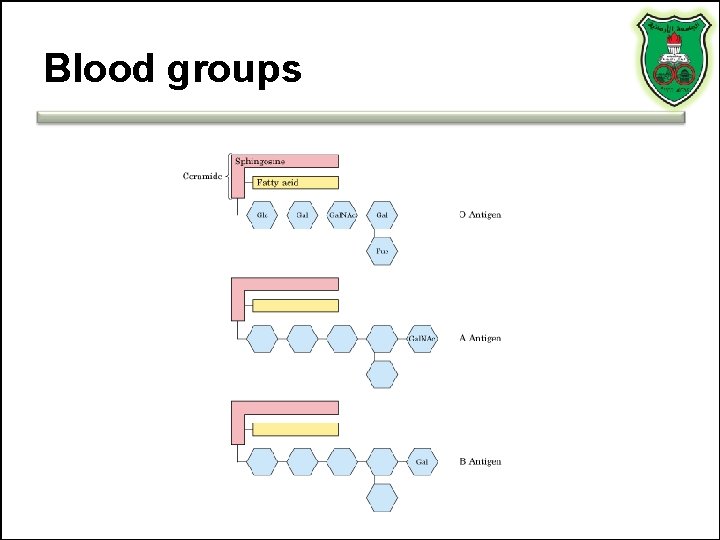 Blood groups 