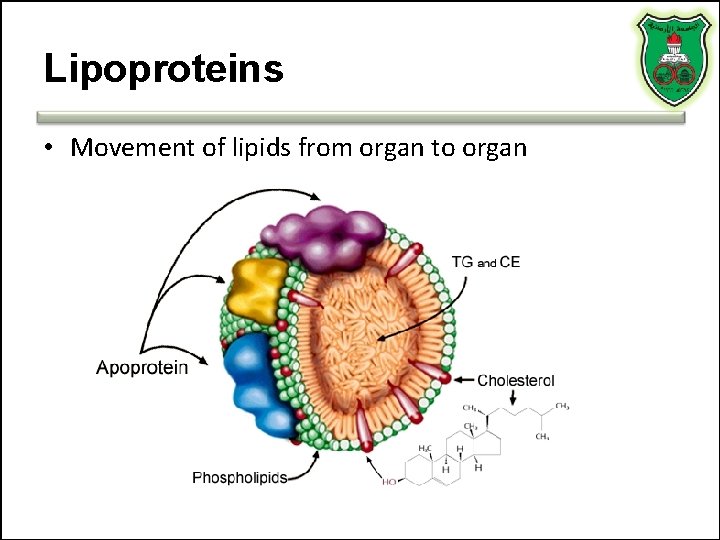 Lipoproteins • Movement of lipids from organ to organ 