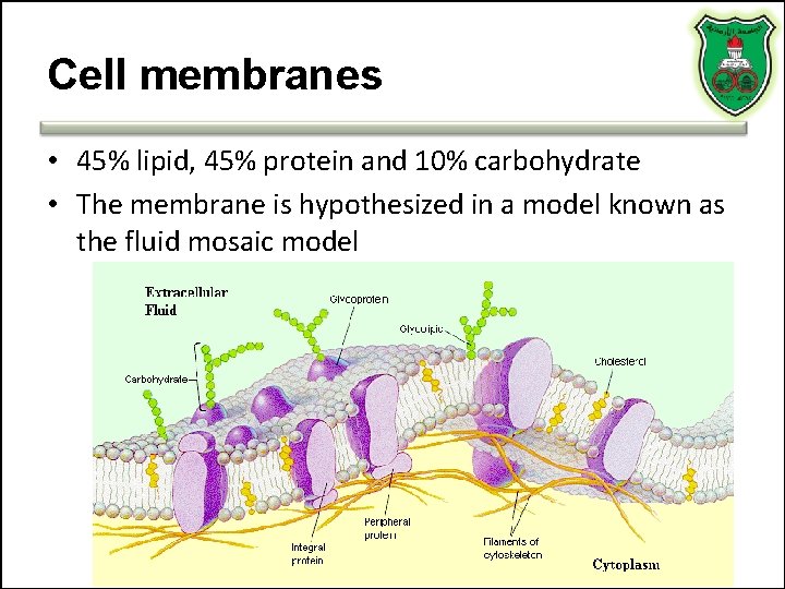 Cell membranes • 45% lipid, 45% protein and 10% carbohydrate • The membrane is