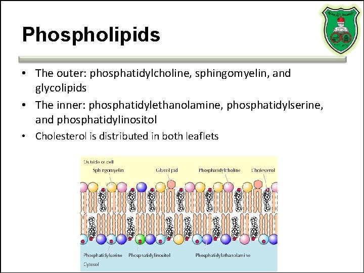 Phospholipids • The outer: phosphatidylcholine, sphingomyelin, and glycolipids • The inner: phosphatidylethanolamine, phosphatidylserine, and