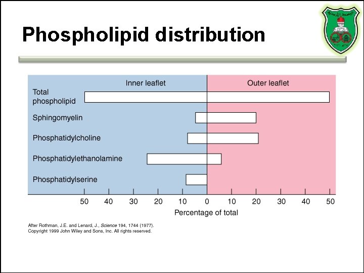 Phospholipid distribution 