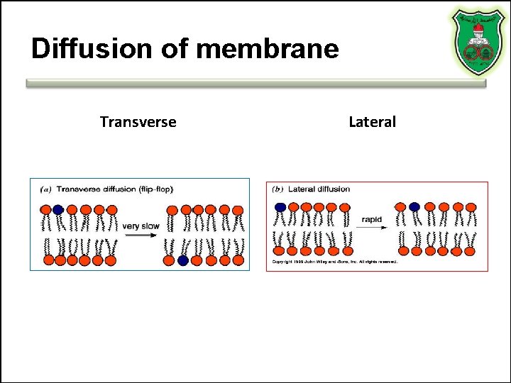 Diffusion of membrane Transverse Lateral 