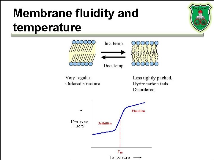 Membrane fluidity and temperature 