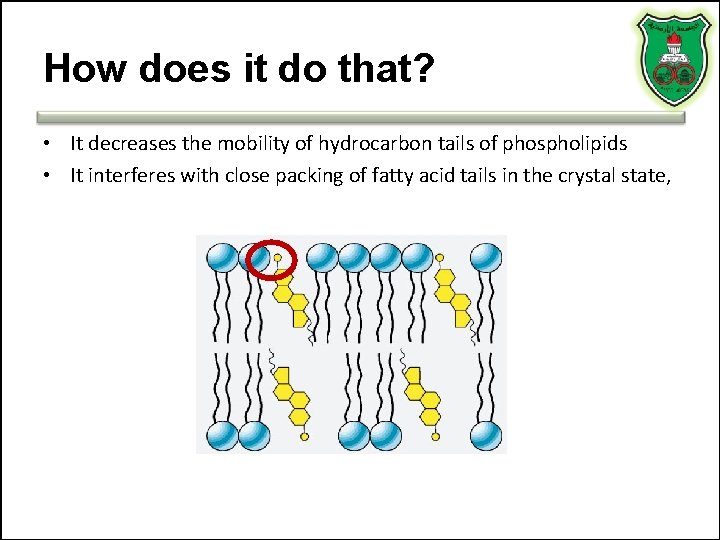 How does it do that? • It decreases the mobility of hydrocarbon tails of