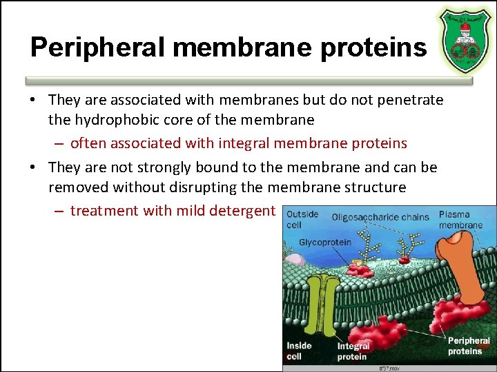 Peripheral membrane proteins • They are associated with membranes but do not penetrate the